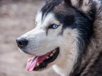 Huskies are high-energy dogs that need a lot of attention and time to exercise.