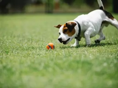 FitBark has an app that you install on your phone to monitor your dog's activity.