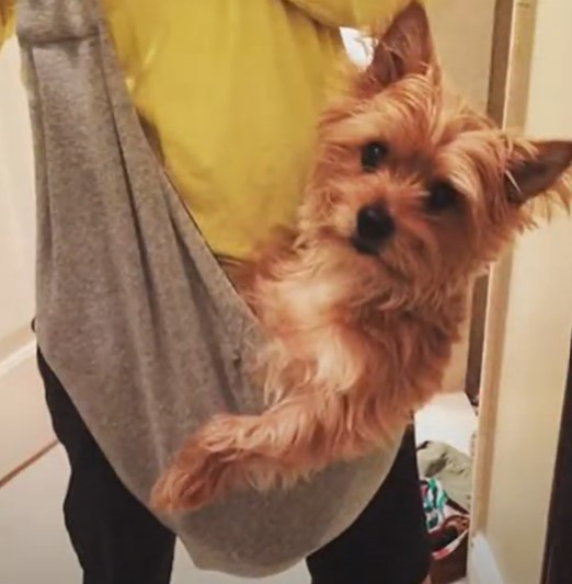 Alfie Pet Chico Reversible Pet Sling carrying small dog