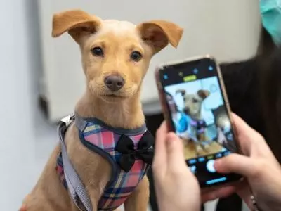 When you adopt, you save a life