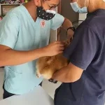 Two vets with a dog