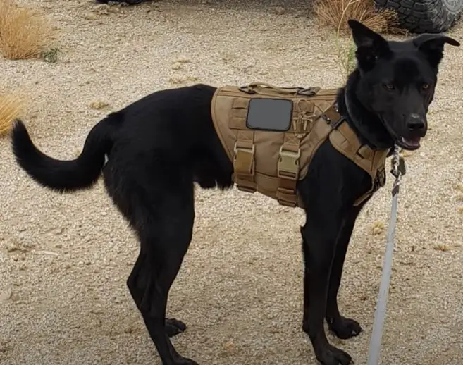 ICEFANG Tactical Dog Harness on Big Service Dog