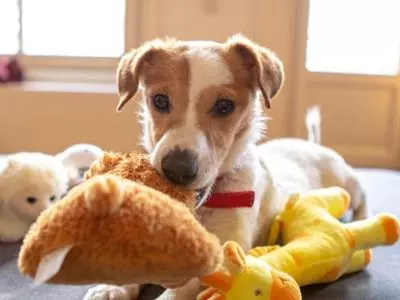 Routine, toys, and affection will help your new dog to adjust.