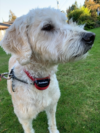 labradoodle Dog Wearing red Petsafe Collar red flashing light