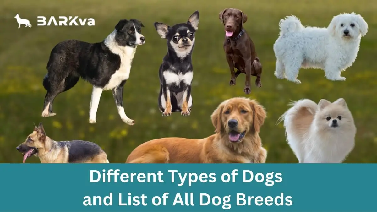 List of Dog Breeds