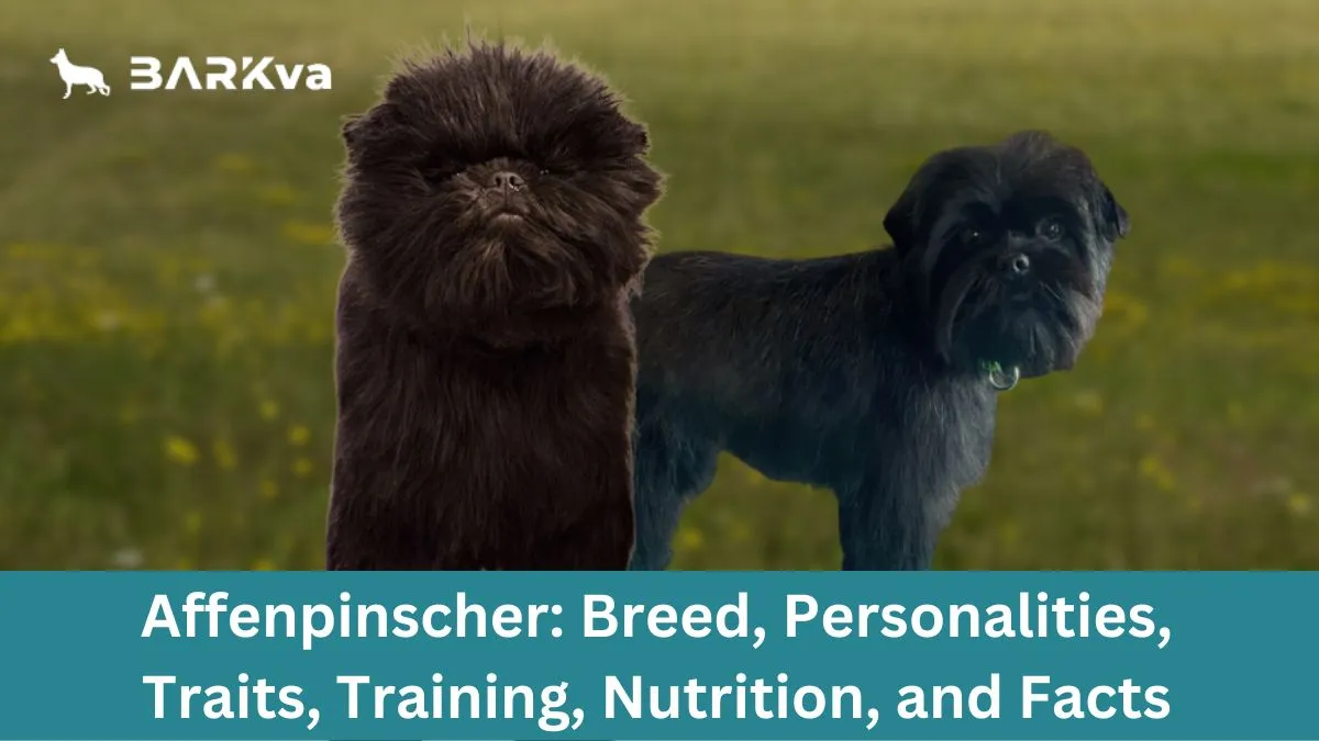 Affenpinscher