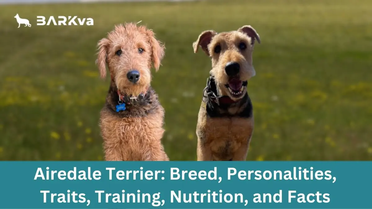 Airedale Terrier