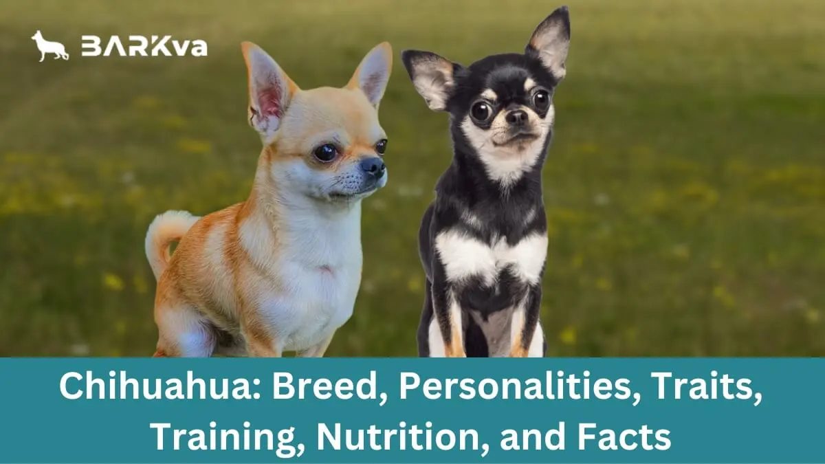 Chihuahua