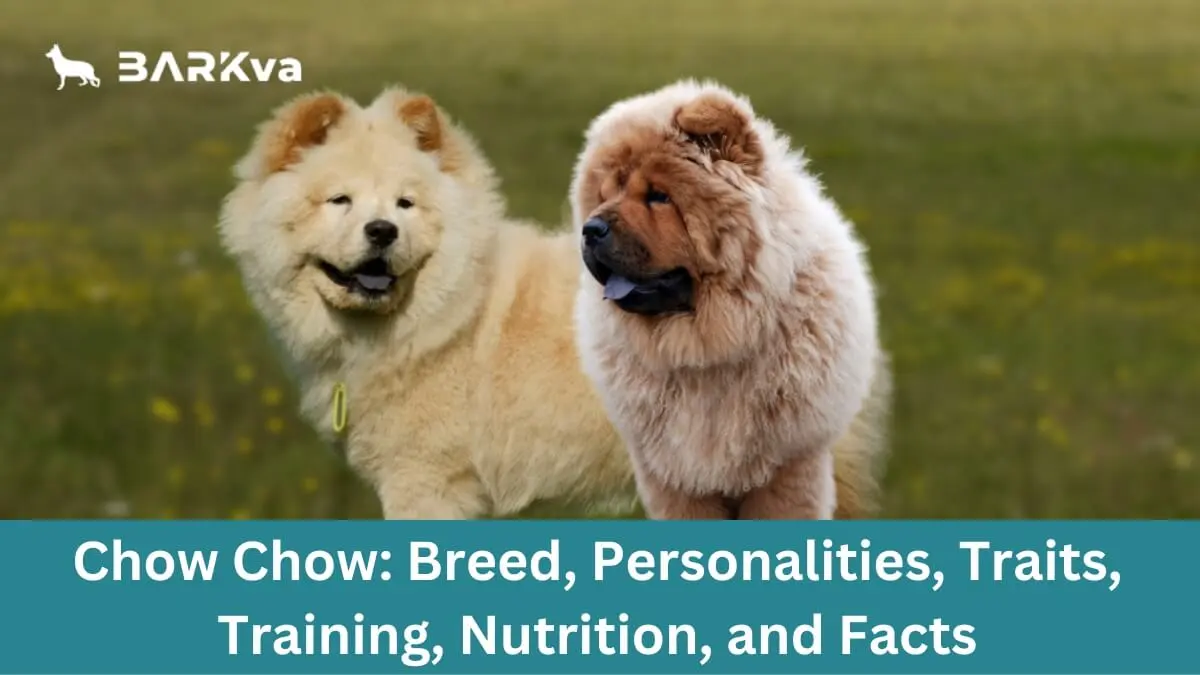 Chow Chow