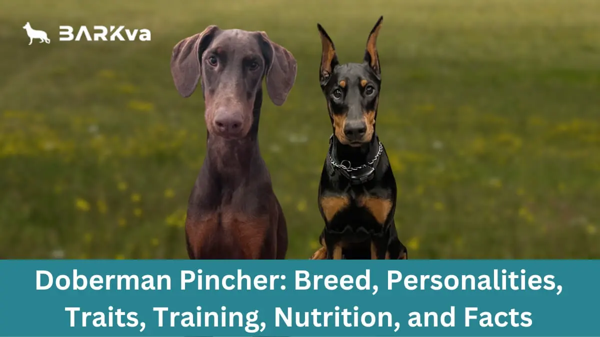 Doberman Pinscher