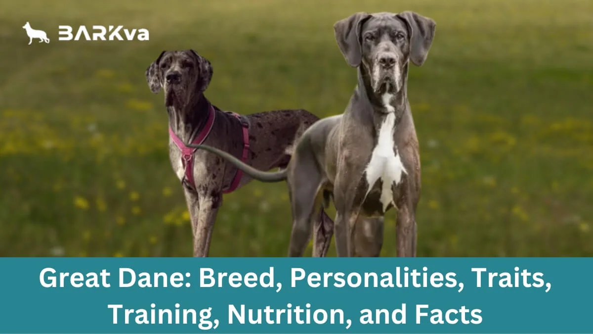 Great Dane