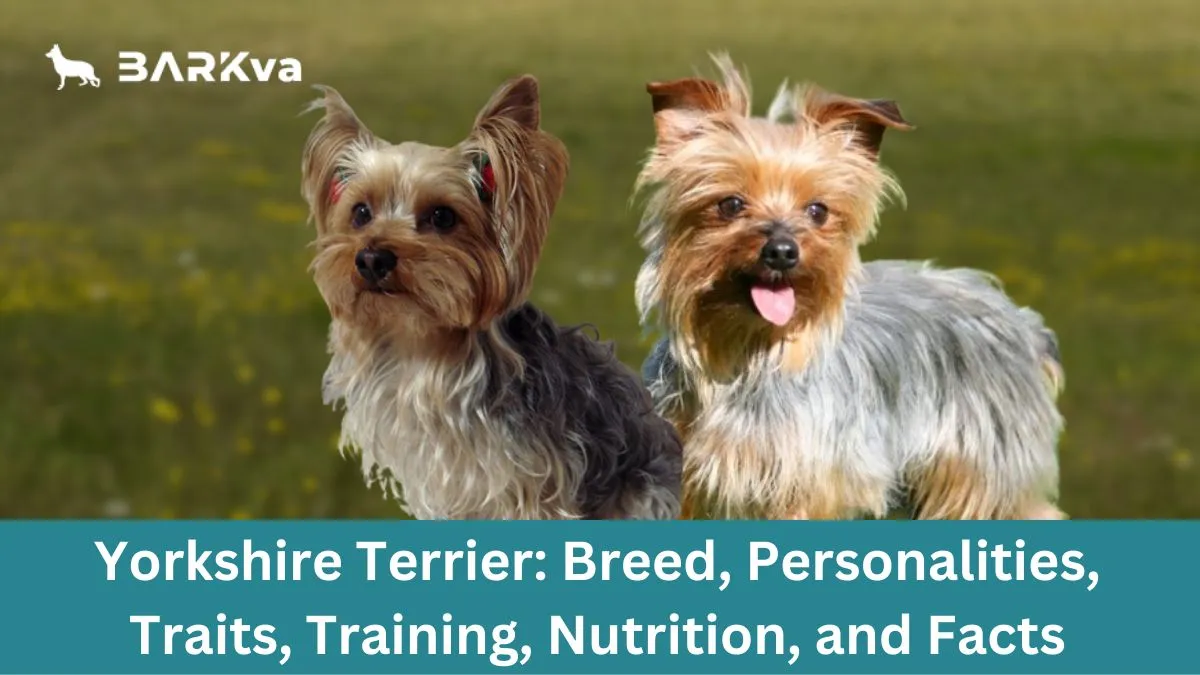 Yorkshire Terrier